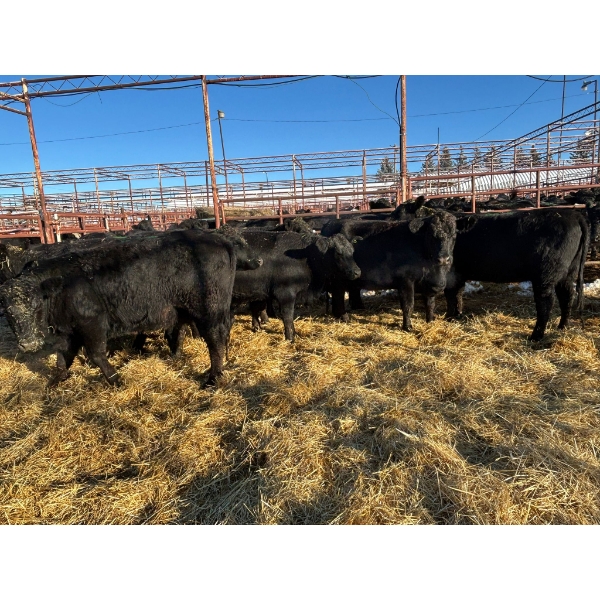 Crooked Creek Ranch - 16 Second Calvers (Pen 406A)