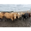 Image 2 : Chipping Hill Cattle Co. - 950# September Delivery Steers - 64 Head (MacGregor, MB)