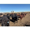 Image 3 : B Hills Farming Co. - 40 Angus/Angus X Fed Steers (Peoria, AB)