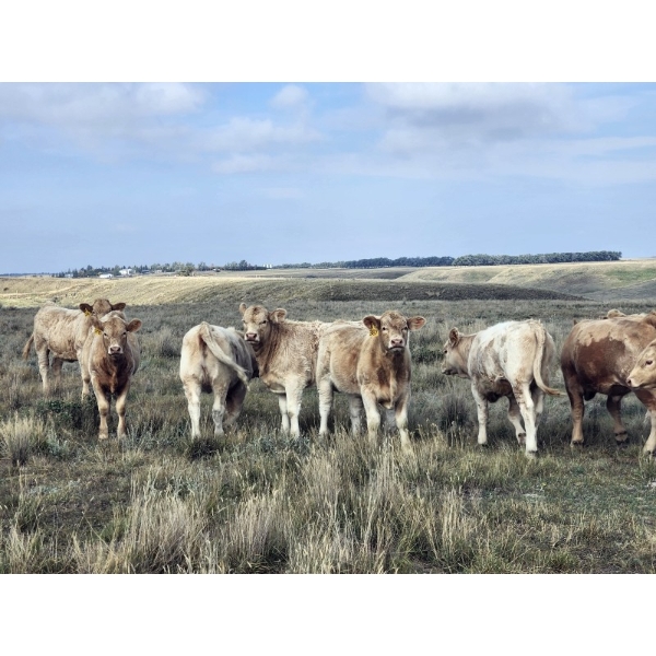 Devin & Christine Pinkney - 585# October Delivery Steer Calves - 65 Head (Herbert, SK)