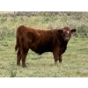 Image 2 : FM Livestock / Anchor P Farms - 720# November Delivery Steer Calves - 85 Head (Bentley, AB)