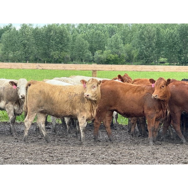 Kevin Szymanek - 770# June Delivery Heifers - 80 Head (Stauffer, AB)