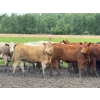 Kevin Szymanek - 770# June Delivery Heifers - 80 Head (Stauffer, AB)