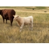 Image 7 : Douglass Cattle Co. - 570# November Delivery Steer Calves - 85 Head (Finnegan, AB)