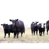 Image 2 : Percyview Farms - 620# November Delivery Steer Calves - 95 Head (Kisbey, SK)