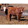 Image 2 : Rob Mossey - 920# April Delivery Steers - 67 Head (Vauxhall, AB)