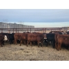Image 10 : Redline Livestock - 550# November Delivery Steer Calves - 100 Head (Didsbury, AB)
