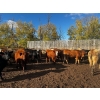 Image 2 : Chris Bartel - 975# Nov/Dec Delivery Heifers - 65 Head (Fort Vermilion, AB)