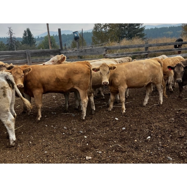 Fridlington Family Farms - 930# September Delivery Grass Heifers - 65 Head (Kersley, BC)
