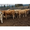 Image 1 : Fridlington Family Farms - 930# September Delivery Grass Heifers - 65 Head (Kersley, BC)