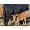 Image 4 : McCaffrey Cattle Co. - 525# October Delivery Steer Calves - 100 Head (Edam, SK)