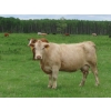 Image 2 : 6 S Feeders Inc. - 1500# October Delivery Cows - 42 Head (Moosomin, SK)