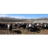 Image 9 : Bircham Ranch - 930# May Delivery Steers - 90 Head (Piapot, SK)