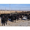 Image 6 : Cattlewood Farms Ltd. - 780# February Delivery Heifers - 156 Head (Vauxhall, AB)