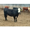 Image 7 : Church Hill Land & Cattle - 1550# June Delivery Fed Cows - 38 Head (Coderre, SK)