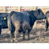 Image 12 : M & H Ranch & Feedlot - 1525# Cows - 39 Head (Pincher Creek, AB)