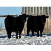 Image 4 : East Hilltop Holdings - 770# January Weaned Heifers - 80 Head (Carstairs, AB)