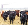 Image 3 : Brock & Garett Thompson - 720# April/May Delivery Heifers - 83 Head (Carnduff, SK) VBP+