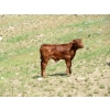 Image 10 : Circus Coulee Cattle - 550# November Delivery Steer Calves - 100 Head (Dorothy, AB)