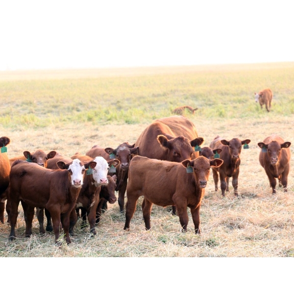Twisted T Cattle Co. - 485# November Delivery Steer Calves - 110 Head (Carievale, SK)