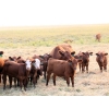 Image 1 : Twisted T Cattle Co. - 485# November Delivery Steer Calves - 110 Head (Carievale, SK)