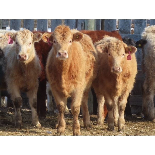 Diamond C Farms - 975# October Delivery Grass Heifers - 126 Head (Roblin, MB)