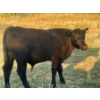 Image 7 : Brad, Kelly & Oliver Deschamps - 590# October Delivery Steer Calves - 100 Head (Patricia, AB)