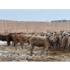 Image 5 : Franklin Cattle Co. - 650# February Delivery Heifers - 95 Head (Grenfell, SK)