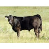 Image 3 : North Slope Farms - 615# November Delivery Steer Calves - 95 Head (Czar, AB)