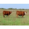 Image 5 : Tanner Grose & Robin Poole - 945# Sept/Oct Delivery Grass Steers - 65 Head (Moosomin, SK)