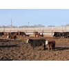 Image 6 : Four Harts Cattle Co. - 800# April Delivery Heifers - 75 Head (Vermilion, AB)