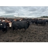Image 3 : Chipping Hill Cattle Co. - 1100# September Delivery Steers - 216 Head (MacGregor, MB)