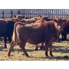 Image 6 : Hillcrest Farming Co. - 750# March Delivery Steers - 81 Head (Dundurn, SK)