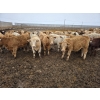 Image 2 : Ripple Rock Ranch - 840# January Delivery Steers - 108 Head (Fincastle, AB)