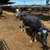 Image 4 : Idaho Dairies/Ranches - 78 Cows (Burley, ID)