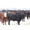 Image 3 : Brock & Garett Thompson - 920# March/April Delivery Steers - 63 Head (Carnduff, SK) VBP+