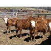 Image 2 : Alta Bar Ranch - 600# May Delivery Heifers - 50 Head (Rimbey, AB)