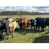 Image 2 : Hines Ranching Co. Ltd. - 1030# October Delivery Grass Steers - 120 Head (Paradise Hill, SK)