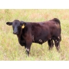 Image 8 : Allan & Janet Nameth - 625# November Steer Calves - 80 Head (Cupar, SK) VBP+