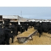 Image 3 : Chris, Debbie & Dwayne Wimmer - 765# March Delivery Steers - 78 Head (Lundar, MB)
