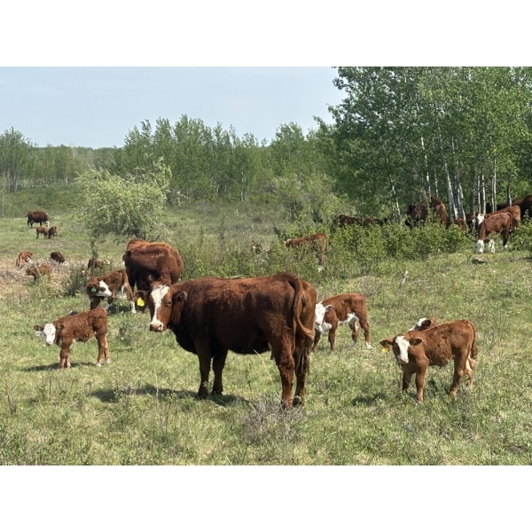 7C Ranch - 580# October Delivery Steer Calves - 100 Head (Marwayne, AB)