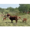 Image 1 : 7C Ranch - 580# October Delivery Steer Calves - 100 Head (Marwayne, AB)