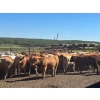 Image 6 : Turtleview Livestock - 990# October Delivery Grass Heifers - 58 Head (Goodlands, MB) VBP+