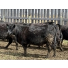 Image 4 : Bryce Medin - 925# April/May Delivery Heifers - 65 Head (Eckville, AB)