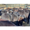 Image 6 : Willow Ranch/Keith & Shelley Ogilvie - 635# October Delivery Steer Calves - 90 Head (Kamloops, BC)