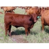 Image 3 : Mebs Ranch - 725# October Delivery Steer Calves - 85 Head (Broadview, SK) VBP+
