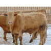 Image 5 : Justin & Kryston Tateson - 900# March Delivery Weaned Steers - 200 Head (Scandia, AB)