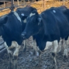 Image 3 : Idaho Dairies/Ranches - 43 Cows (Burley, ID)