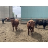 Image 7 : Lynden Land & Cattle - 900# June Delivery Steers - 50 Head (Linden, AB)