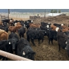 Image 3 : Guichon Creek Ranch - 630# April Delivery Heifers - 85 Head (Westwold, BC)